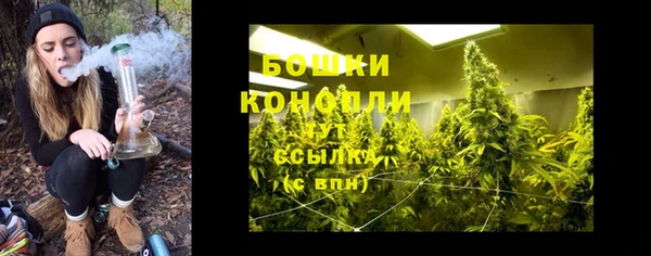 шишки Аркадак